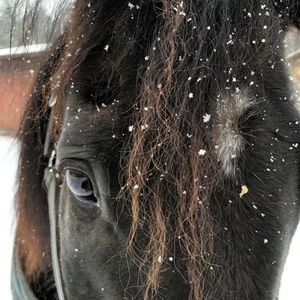 Meet your Posher, Anne